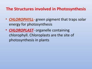 The Structures involved in Photosynthesis
• CHLOROPHYLL- green pigment that traps solar
energy for photosynthesis
• CHLOROPLAST- organelle containing
chlorophyll. Chloroplasts are the site of
photosynthesis in plants
 