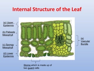 Internal Structure of the Leaf
(a) Upper
Epidermis
(b) Palisade
Mesophyll
(c) Spongy
Mesophyll
(d) Lower
Epidermis
Stoma which is made up of
two guard cells
(e)
Vascular
Bundle
 