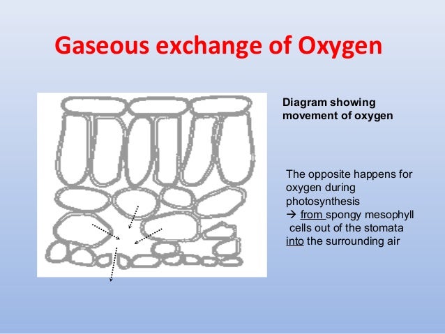 Photosynthesis Moving Diagram Choice Image - How To Guide 