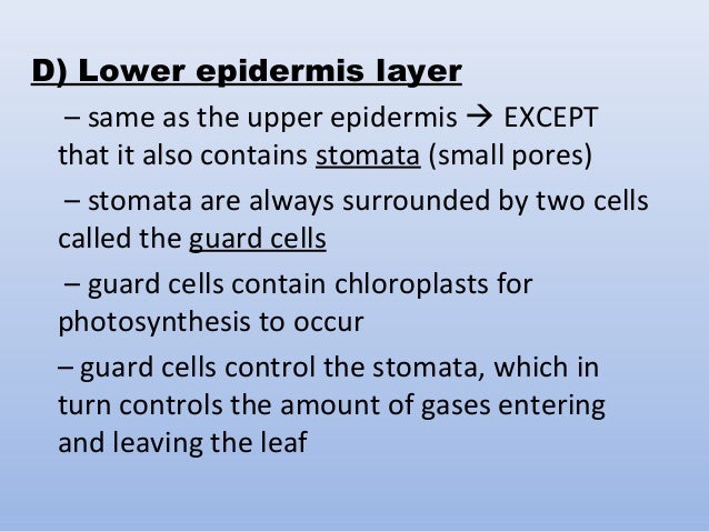 How many cell layers is the lower epidermis composed of?
