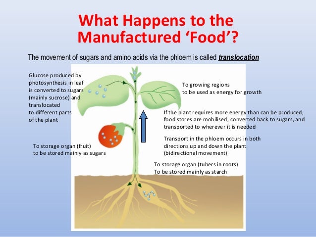 What Cell Stores Food And Water What Cell Stores Food And Water