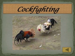 Cockfighting

 