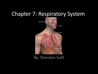 Chapter 7: Respiratory System By: Sheralyn Sulit 