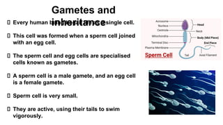 Chapter 7 science Inheritance and variation .pdf