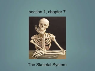 section 1, chapter 7

The Skeletal System

 
