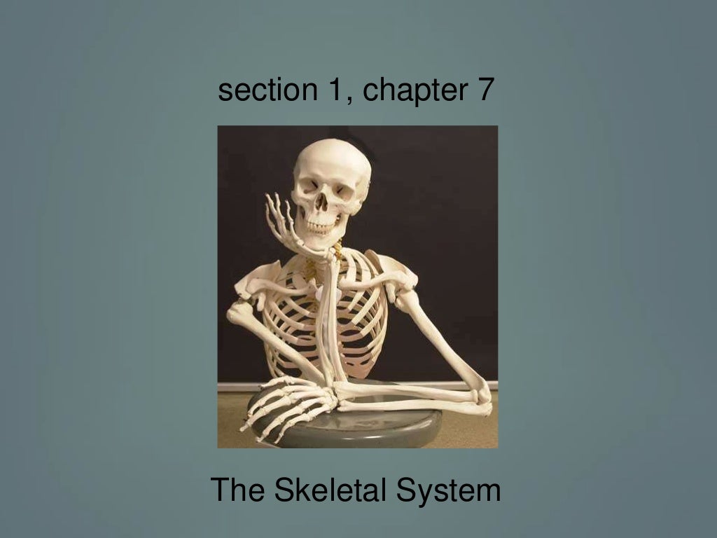 Section 1 Chapter 7 Skeletal System