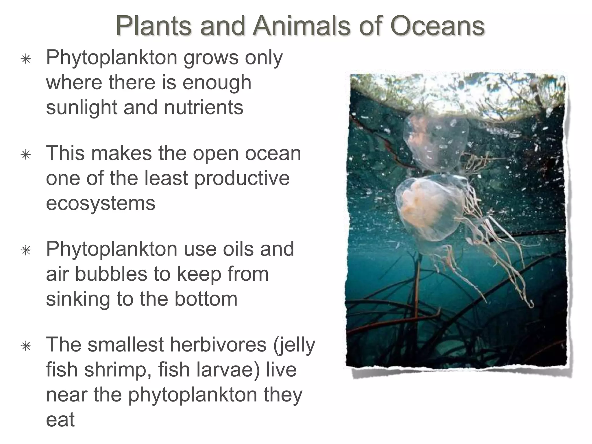 Plants and Animals of Oceans
Phytoplankton grows only
where there is enough
sunlight and nutrients
This makes the open ocean
one of the least productive
ecosystems
Phytoplankton use oils and
air bubbles to keep from
sinking to the bottom
The smallest herbivores (jelly
fish shrimp, fish larvae) live
near the phytoplankton they
eat
 