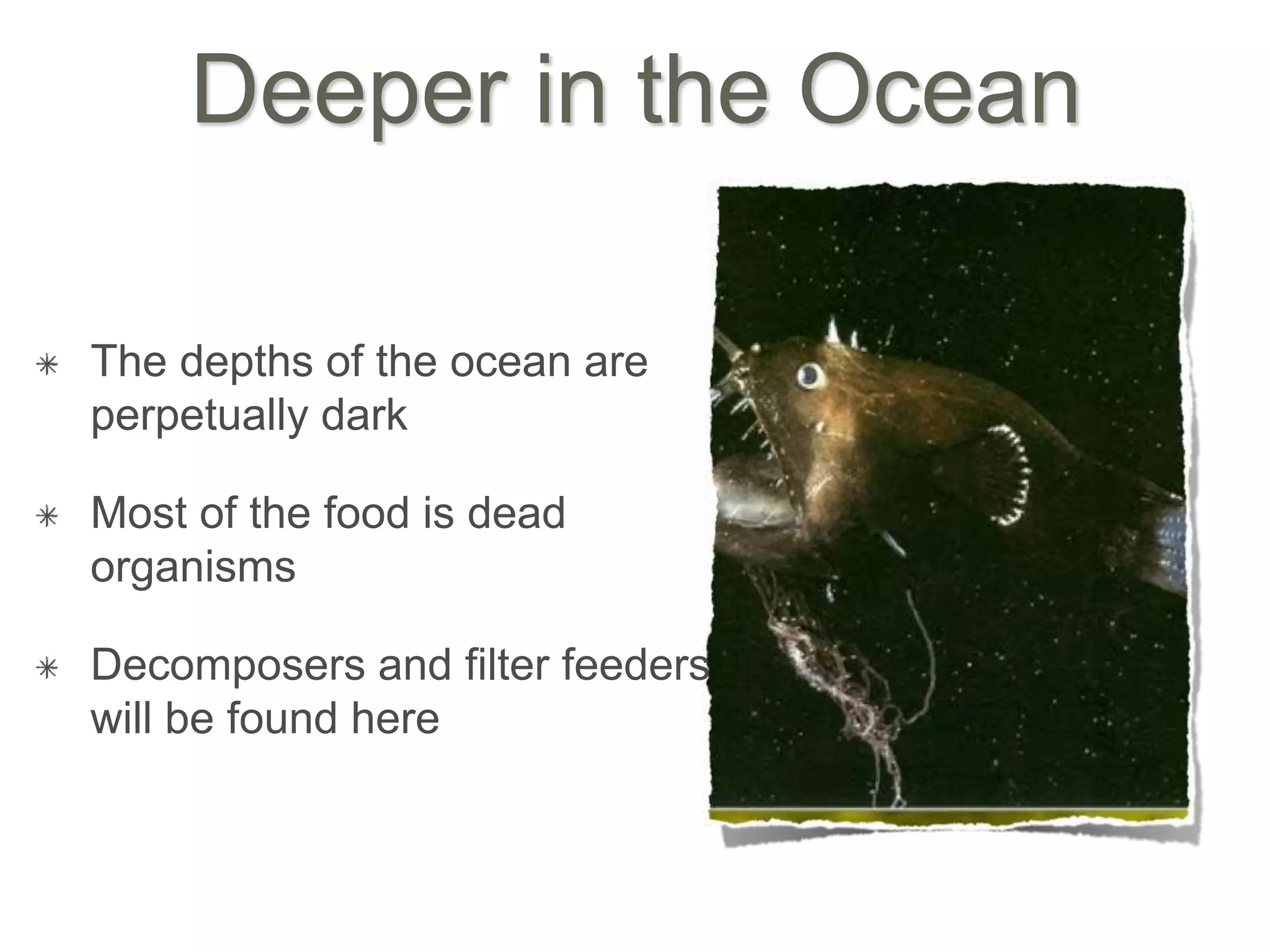 Deeper in the Ocean
The depths of the ocean are
perpetually dark
Most of the food is dead
organisms
Decomposers and filter feeders
will be found here
 