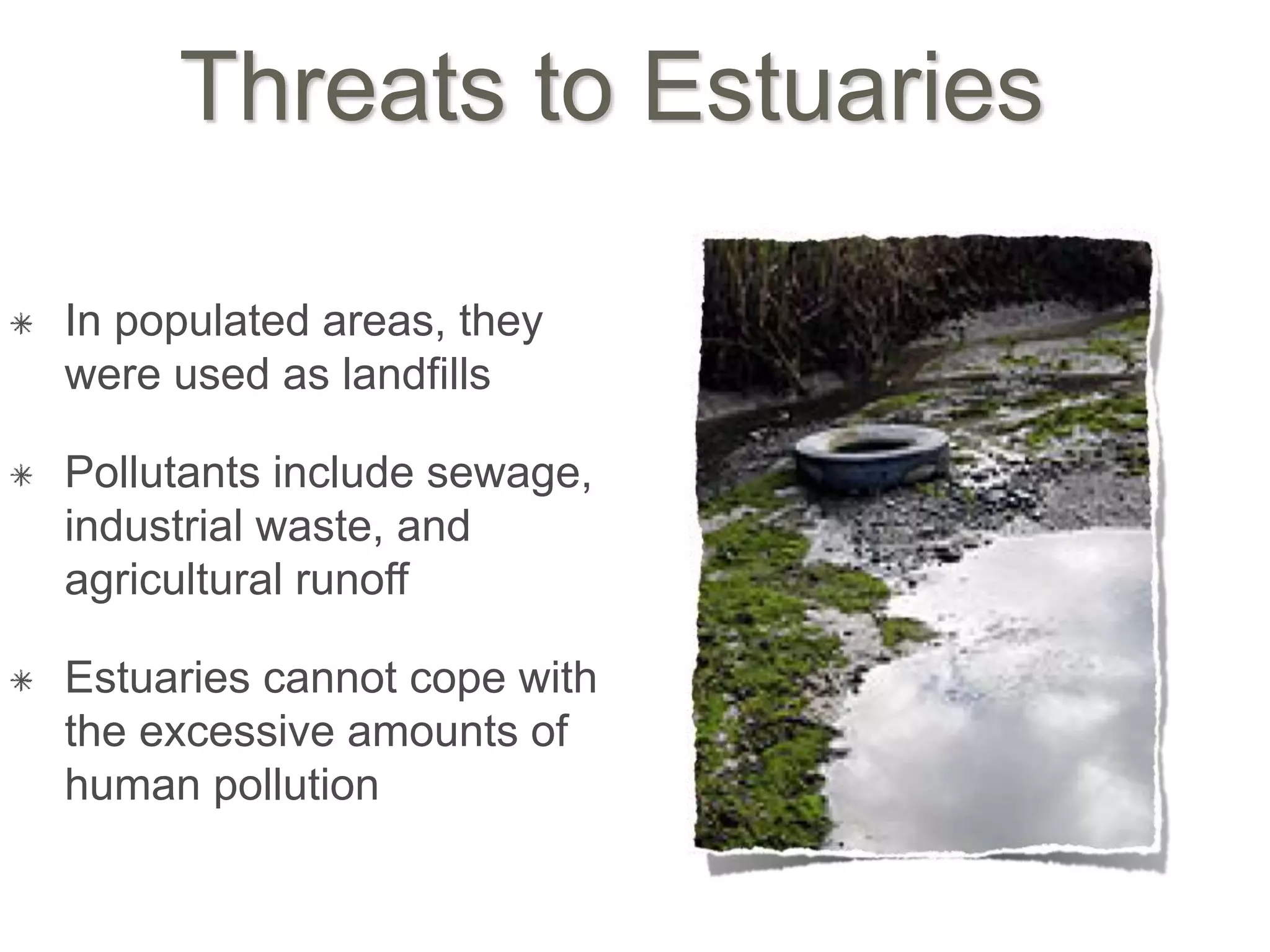 Threats to Estuaries
In populated areas, they
were used as landfills
Pollutants include sewage,
industrial waste, and
agricultural runoff
Estuaries cannot cope with
the excessive amounts of
human pollution
 
