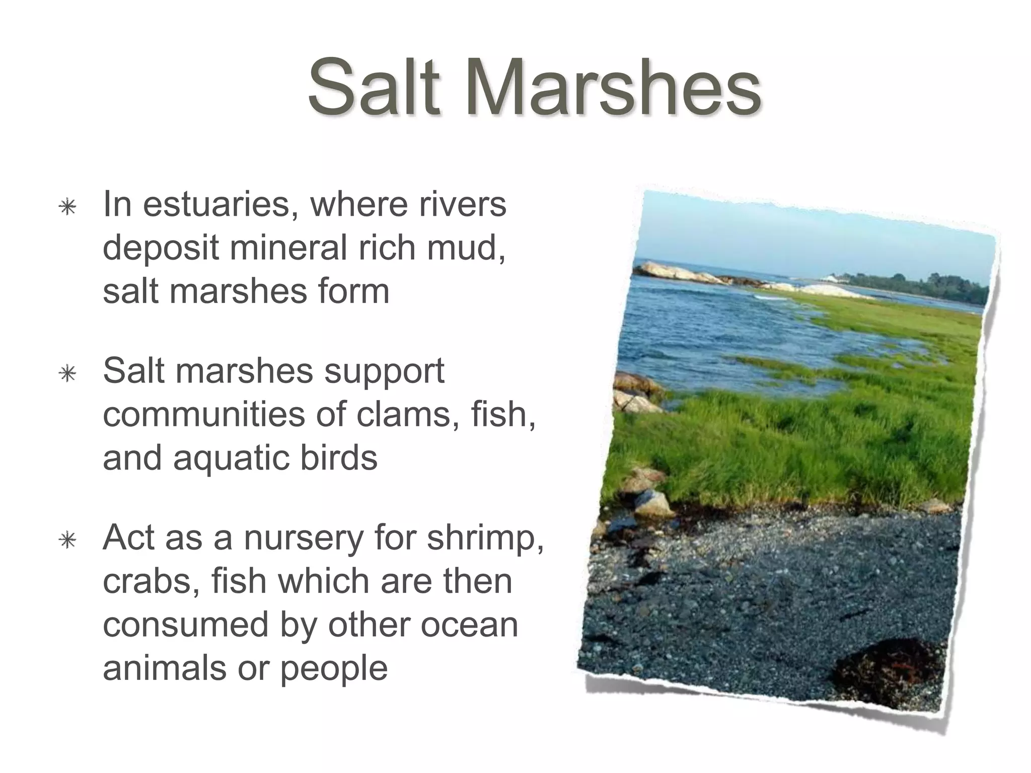 Salt Marshes
In estuaries, where rivers
deposit mineral rich mud,
salt marshes form
Salt marshes support
communities of clams, fish,
and aquatic birds
Act as a nursery for shrimp,
crabs, fish which are then
consumed by other ocean
animals or people
 