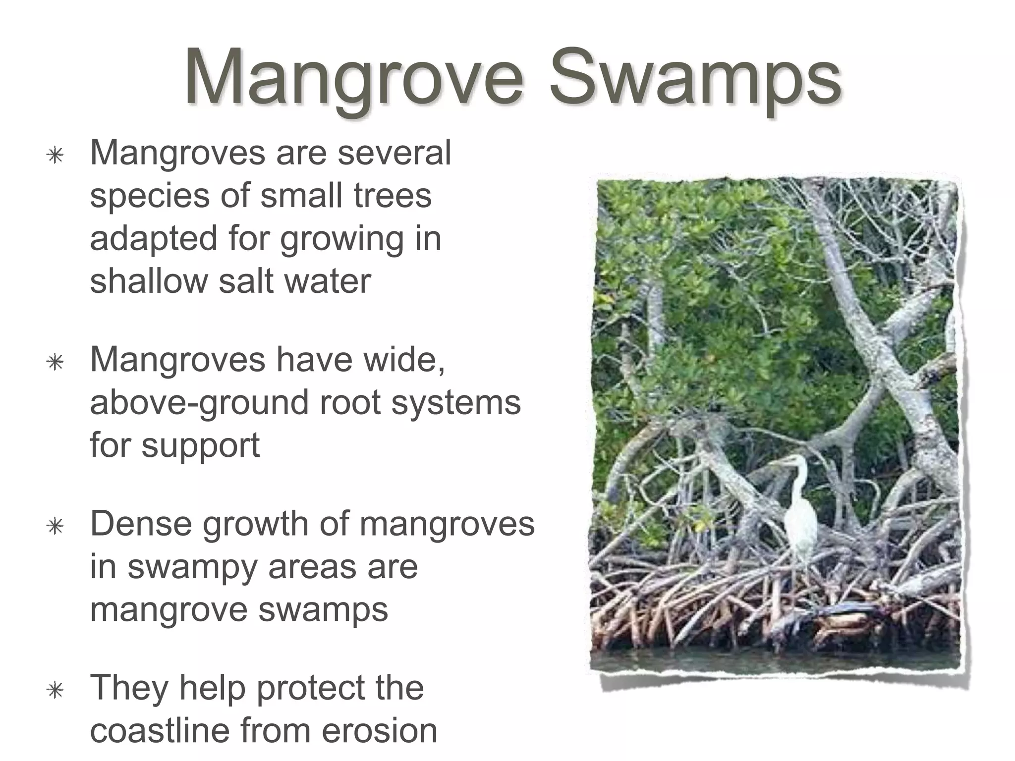 Mangrove Swamps
Mangroves are several
species of small trees
adapted for growing in
shallow salt water
Mangroves have wide,
above-ground root systems
for support
Dense growth of mangroves
in swampy areas are
mangrove swamps
They help protect the
coastline from erosion
 