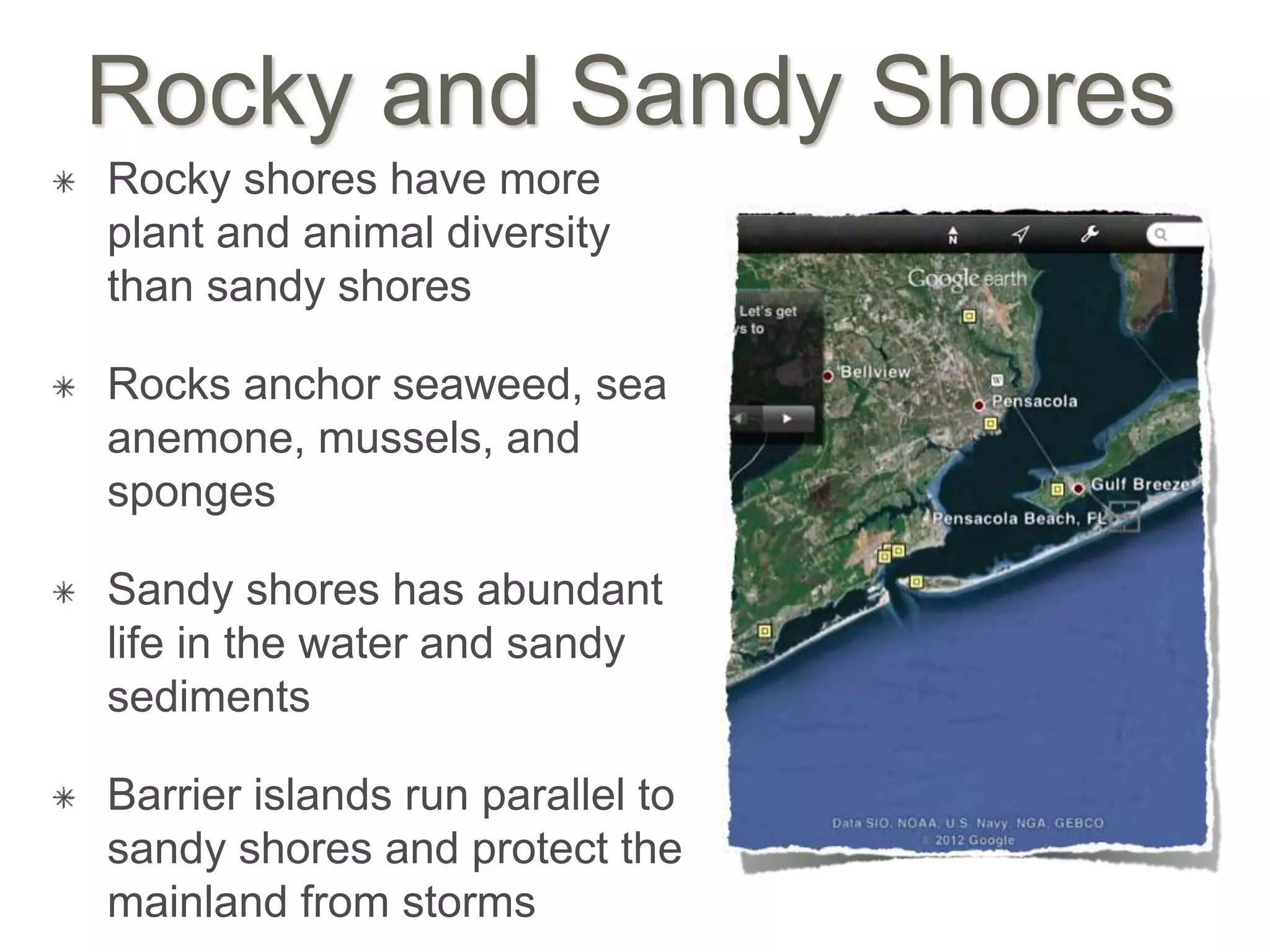 Rocky and Sandy Shores
Rocky shores have more
plant and animal diversity
than sandy shores
Rocks anchor seaweed, sea
anemone, mussels, and
sponges
Sandy shores has abundant
life in the water and sandy
sediments
Barrier islands run parallel to
sandy shores and protect the
mainland from storms
 