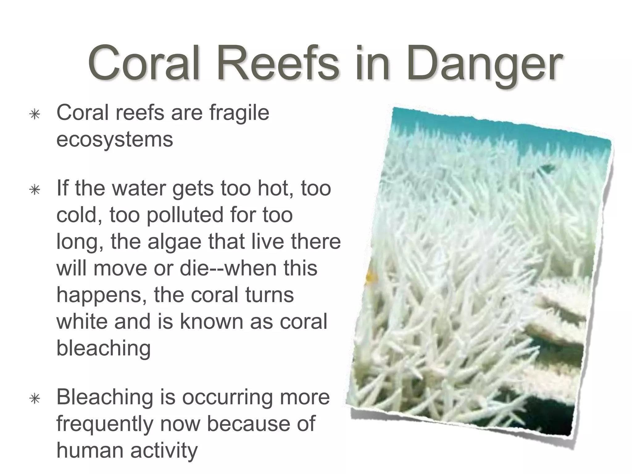 Coral Reefs in Danger
Coral reefs are fragile
ecosystems
If the water gets too hot, too
cold, too polluted for too
long, the algae that live there
will move or die--when this
happens, the coral turns
white and is known as coral
bleaching
Bleaching is occurring more
frequently now because of
human activity
 