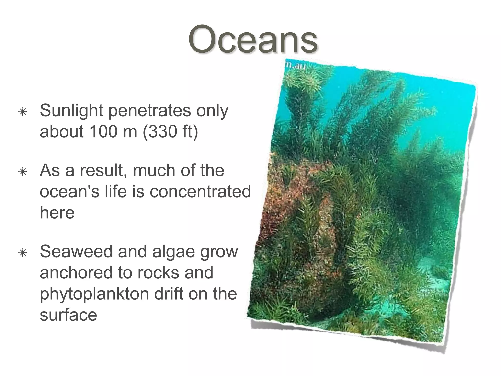Oceans
Sunlight penetrates only
about 100 m (330 ft)
As a result, much of the
ocean's life is concentrated
here
Seaweed and algae grow
anchored to rocks and
phytoplankton drift on the
surface
 