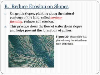 B.  Reduce Erosion on SlopesOn gentle slopes, planting along the natural contours of the land, called contour farming, reduces soil erosion. This practice slows the flow of water down slopes and helps prevent the formation of gullies. 