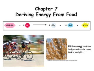 Chapter 7 Deriving Energy From Food 