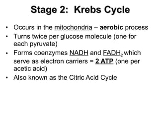 Stage 2:  Krebs Cycle Occurs in the  mitochondria  –  aerobic  process Turns twice per glucose molecule (one for each pyruvate) Forms coenzymes  NADH  and  FADH 2  which serve as electron carriers =  2 ATP  (one per acetic acid) Also known as the Citric Acid Cycle 