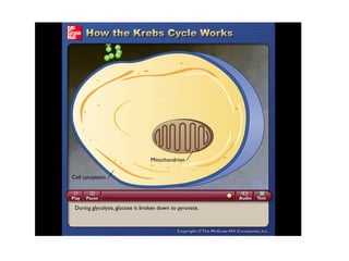 Please note that due to differing operating systems, some animations will not appear until the presentation is viewed in Presentation Mode (Slide Show view). You may see blank slides in the “Normal” or “Slide Sorter” views. All animations will appear after viewing in Presentation Mode and playing each animation. Most animations will require the latest version of the Flash Player, which is available at http://get.adobe.com/flashplayer. 