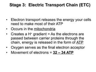 Stage 3:  Electric Transport Chain (ETC) Electron transport releases the energy your cells need to make most of their ATP Occurs in the  mitochondria Creates a H +  gradient = As the electrons are passed between carrier proteins through the chain, energy is released in the form of  ATP Oxygen serves as the final electron acceptor Movement of electrons =  32 – 34 ATP 