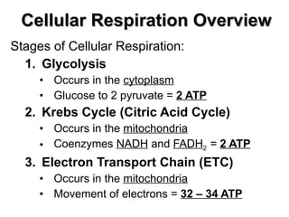 Cellular Respiration Overview Stages of Cellular Respiration: Glycolysis Occurs in the  cytoplasm Glucose to 2 pyruvate =  2 ATP Krebs Cycle (Citric Acid Cycle) Occurs in the  mitochondria Coenzymes  NADH  and  FADH 2  =  2 ATP Electron Transport Chain (ETC) Occurs in the  mitochondria Movement of electrons =  32 – 34 ATP 