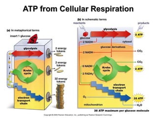 ATP from Cellular Respiration 