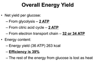 Overall Energy Yield Net yield per glucose: From glycolysis –  2 ATP From citric acid cycle –  2 ATP From electron transport chain –  32 or 34 ATP Energy content: Energy yield (36 ATP) 263 kcal Efficiency is 39% The rest of the energy from glucose is lost as heat 