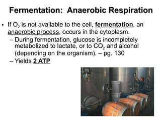 Fermentation:  Anaerobic Respiration If O 2  is not available to the cell,  fermentation , an  anaerobic process , occurs in the cytoplasm.  During fermentation, glucose is incompletely metabolized to lactate, or to CO 2  and alcohol (depending on the organism). – pg. 130 Yields  2 ATP 