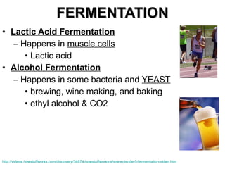 FERMENTATION Lactic Acid Fermentation Happens in  muscle cells   Lactic acid Alcohol Fermentation Happens in some bacteria and  YEAST brewing, wine making, and baking ethyl alcohol & CO2 http://videos.howstuffworks.com/discovery/34874-howstuffworks-show-episode-5-fermentation-video.htm 