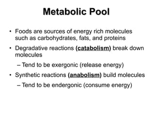 Metabolic Pool   Foods are sources of energy rich molecules such as carbohydrates, fats, and proteins Degradative reactions  ( catabolism )  break down molecules Tend to be exergonic (release energy) Synthetic reactions  ( anabolism )  build molecules Tend to be endergonic (consume energy) 