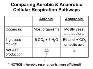Comparing Aerobic & Anaerobic Cellular Respiration Pathways **NOTICE – Aerobic respiration is more efficient!! 2 36 Net ATP production: Ethanol + CO 2  or lactic acid 6 CO 2  + 6 H 2 O 1 glucose makes: Mostly yeast and bacteria Most organisms Occurs in: Anaerobic  Aerobic   