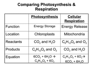 Comparing Photosynthesis & Respiration C 6 H 12 O 6  + 6O 2    6CO 2  + 6H 2 O 6CO 2  + 6H 2 O    C 6 H 12 O 6  + 6O 2 Equation CO 2  and H 2 O C 6 H 12 O 6  and O 2 Products C 6 H 12 O 6  and O 2 CO 2  and H 2 O Reactants  Mitochondria Chloroplasts Location Energy Release Energy Storage Function Cellular Respiration Photosynthesis 