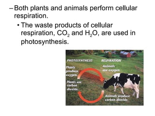Both plants and animals perform cellular respiration. The waste products of cellular respiration, CO 2  and H 2 O, are used in photosynthesis. 