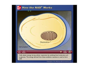 Please note that due to differing operating systems, some animations will not appear until the presentation is viewed in Presentation Mode (Slide Show view). You may see blank slides in the “Normal” or “Slide Sorter” views. All animations will appear after viewing in Presentation Mode and playing each animation. Most animations will require the latest version of the Flash Player, which is available at http://get.adobe.com/flashplayer. 