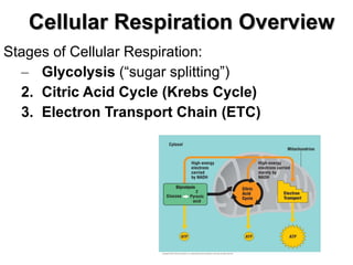 Cellular Respiration Overview Stages of Cellular Respiration: Glycolysis  (“sugar splitting”) 2. Citric Acid Cycle (Krebs Cycle) 3. Electron Transport Chain (ETC) 