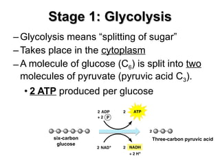 Stage 1: Glycolysis Glycolysis means “splitting of sugar” Takes place in the  cytoplasm   A molecule of glucose (C 6 ) is split into  two  molecules of pyruvate (pyruvic acid C 3 ). 2 ATP  produced per glucose six-carbon glucose Three-carbon pyruvic acid 