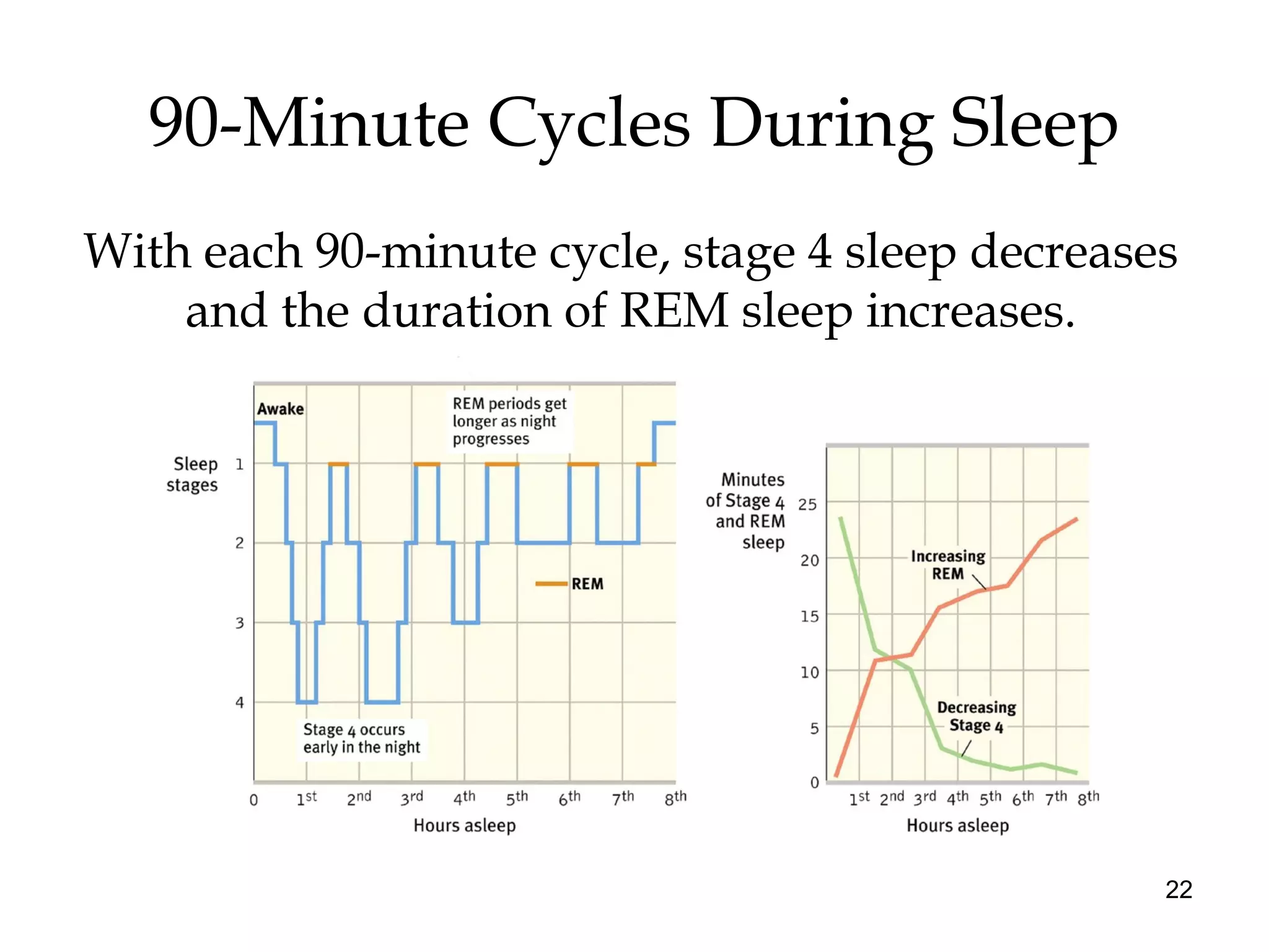 22
90-Minute Cycles During Sleep
With each 90-minute cycle, stage 4 sleep decreases
and the duration of REM sleep increases.
 
