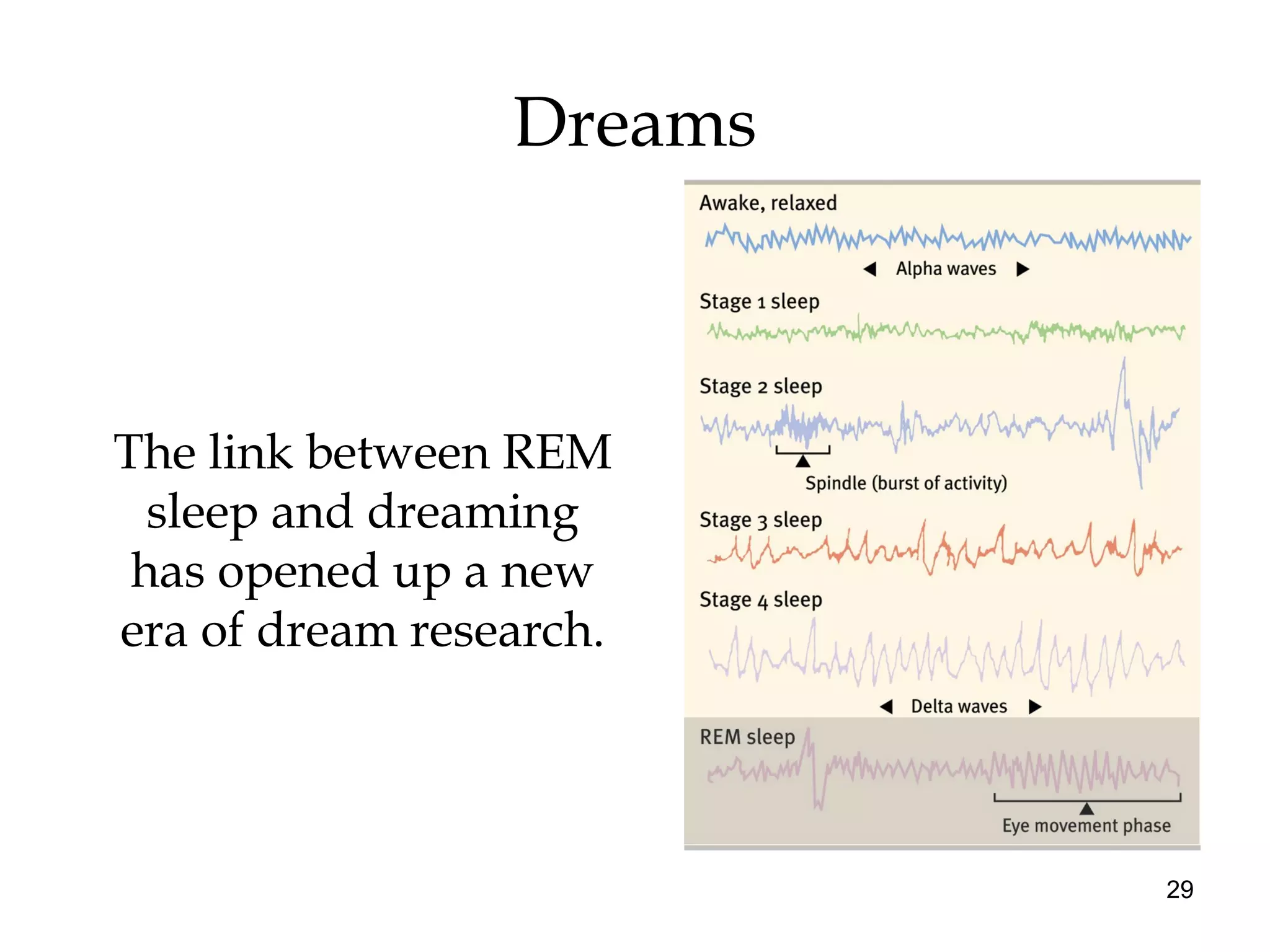 29
Dreams
The link between REM
sleep and dreaming
has opened up a new
era of dream research.
 