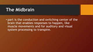 The Midbrain
• part is the conduction and switching center of the
brain that enables responses to happen, like
muscle movements and for auditory and visual
system processing to transpire.
 