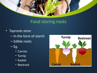 Storage Roots Definition Chapter 7 The World of Plants Grade 4.pptx