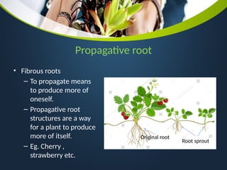 Propagitive Roots Chapter 7 The World of Plants Grade 4.pptx