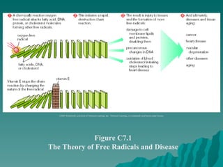 Figure C7.1 The Theory of Free Radicals and Disease ©2003 Wadsworth, a division of Thomson Learning, Inc.  Thomson Learning ™  is a trademark used herein under license. 
