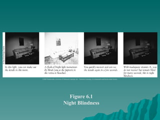Figure 6.1 Night Blindness ©2003 Wadsworth, a division of Thomson Learning, Inc.  Thomson Learning ™  is a trademark used herein under license. 