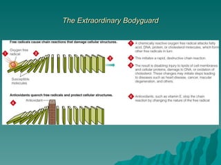 The Extraordinary Bodyguard 