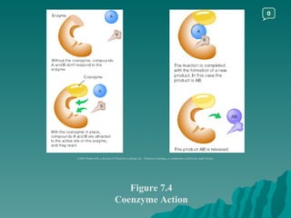 Figure 7.4 Coenzyme Action ©2003 Wadsworth, a division of Thomson Learning, Inc.  Thomson Learning ™  is a trademark used herein under license. 0 