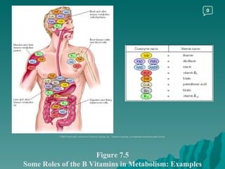 Figure 7.5 Some Roles of the B Vitamins in Metabolism: Examples ©2003 Wadsworth, a division of Thomson Learning, Inc.  Thomson Learning ™  is a trademark used herein under license. 0 
