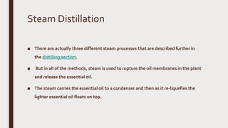Steam Distillation
■ There are actually three different steam processes that are described further in
the distilling section.
■ But in all of the methods, steam is used to rupture the oil membranes in the plant
and release the essential oil.
■ The steam carries the essential oil to a condenser and then as it re-liquefies the
lighter essential oil floats on top.
 