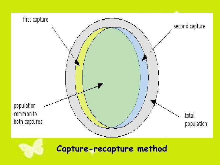 What is the capture-recapture method?