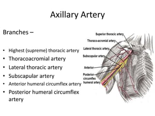 Axillary Artery
Branches –

• Highest (supreme) thoracic artery
• Thoracoacromial artery
• Lateral thoracic artery
• Subscapular artery
• Anterior humeral circumflex artery
• Posterior humeral circumflex
  artery
 