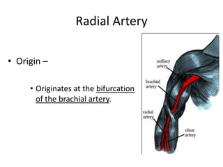Radial Artery

• Origin –

     • Originates at the bifurcation
       of the brachial artery.
 