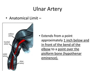 Ulnar Artery
• Anatomical Limit –



                  • Extends from a point
                    approximately 1 inch below and
                    in front of the bend of the
                    elbow to a point over the
                    pisiform bone (hypothenar
                    eminence).
 
